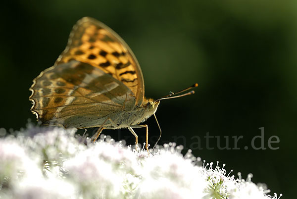 Kaisermantel (Argynnis paphia)