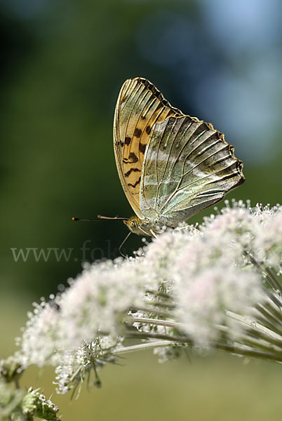 Kaisermantel (Argynnis paphia)