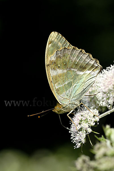 Kaisermantel (Argynnis paphia)