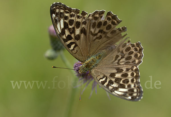 Kaisermantel (Argynnis paphia)