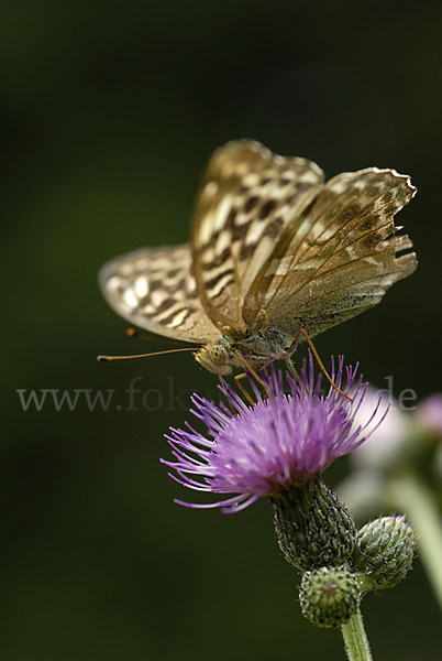 Kaisermantel (Argynnis paphia)