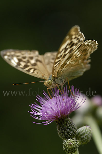 Kaisermantel (Argynnis paphia)