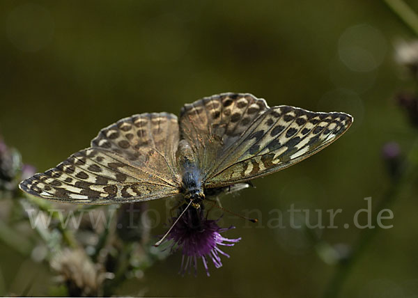 Kaisermantel (Argynnis paphia)