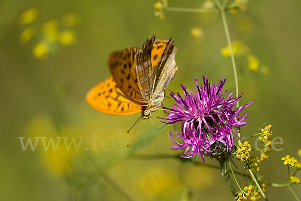 Kaisermantel (Argynnis paphia)