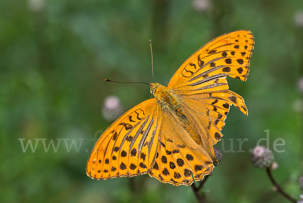 Kaisermantel (Argynnis paphia)