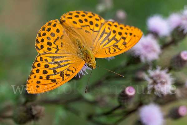 Kaisermantel (Argynnis paphia)