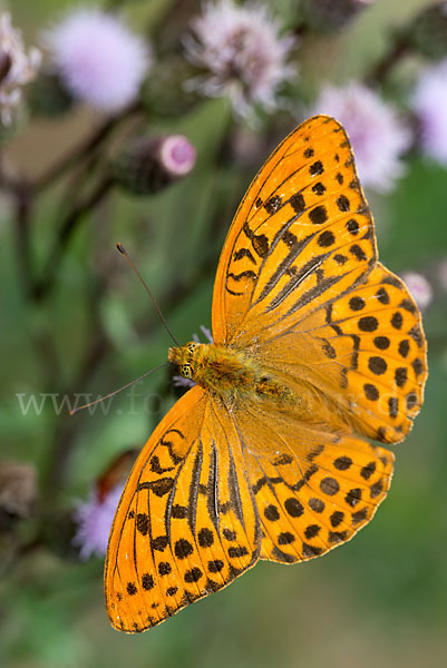 Kaisermantel (Argynnis paphia)