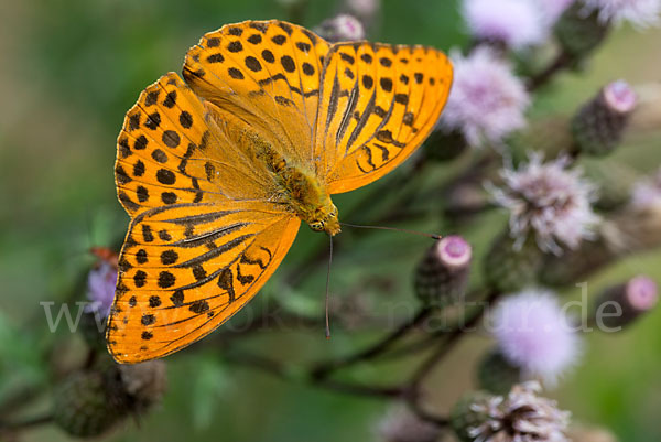 Kaisermantel (Argynnis paphia)