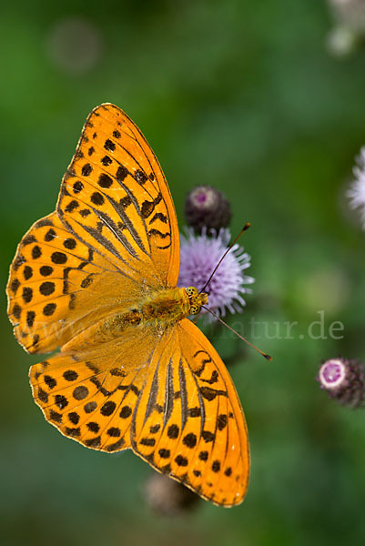 Kaisermantel (Argynnis paphia)