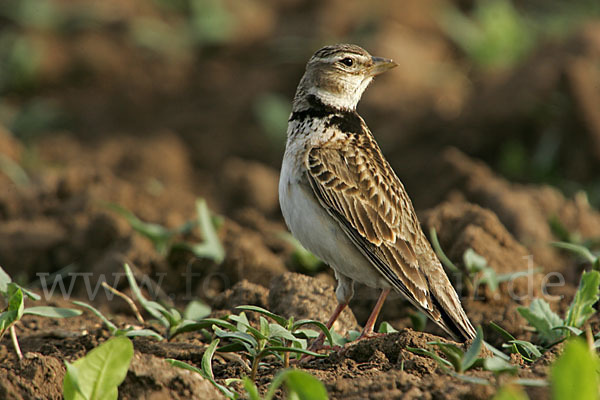 Kalanderlerche (Melanocorypha calandra)