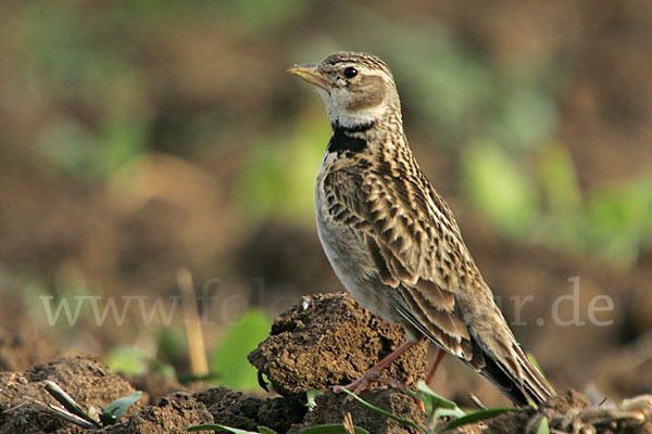 Kalanderlerche (Melanocorypha calandra)