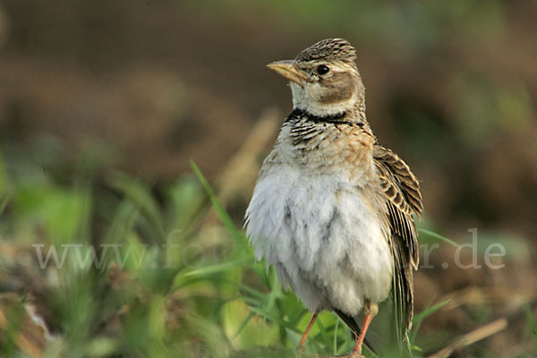 Kalanderlerche (Melanocorypha calandra)