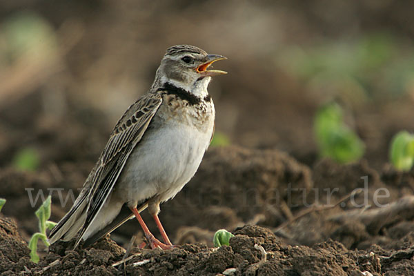 Kalanderlerche (Melanocorypha calandra)