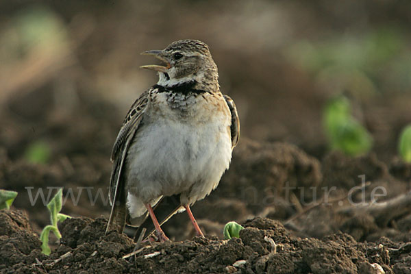 Kalanderlerche (Melanocorypha calandra)