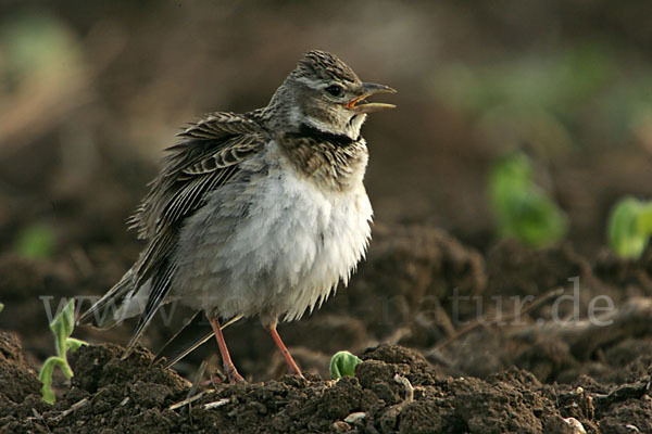 Kalanderlerche (Melanocorypha calandra)