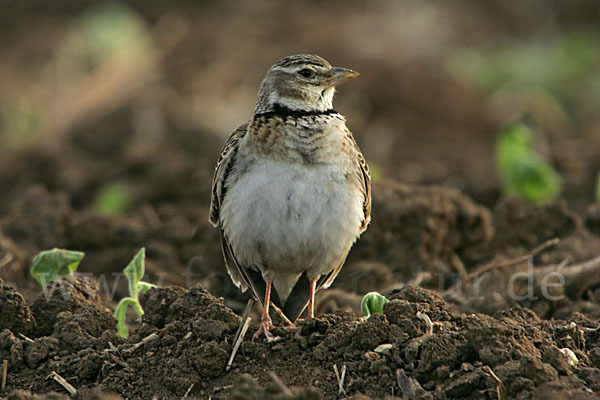 Kalanderlerche (Melanocorypha calandra)