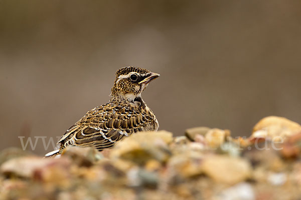 Kalanderlerche (Melanocorypha calandra)