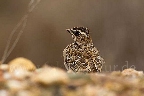 Kalanderlerche (Melanocorypha calandra)