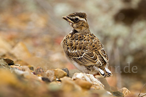 Kalanderlerche (Melanocorypha calandra)