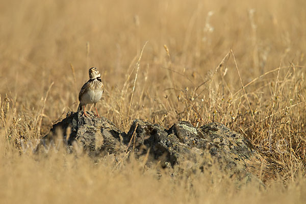 Kalanderlerche (Melanocorypha calandra)