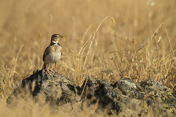 Kalanderlerche (Melanocorypha calandra)