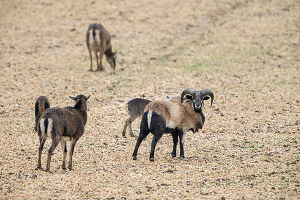 Kamerunschaf (Ovis ammon aries sspec.)