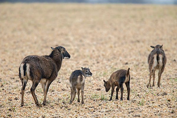 Kamerunschaf (Ovis ammon aries sspec.)