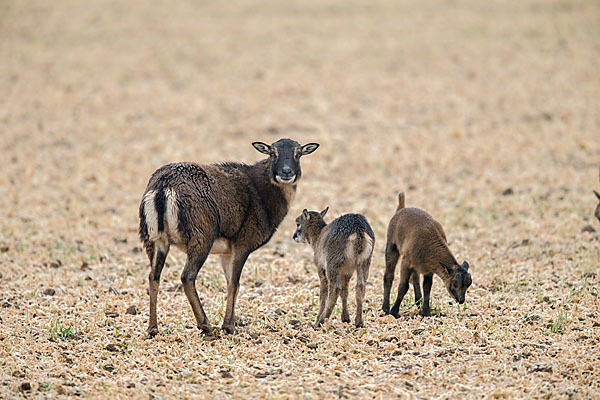 Kamerunschaf (Ovis ammon aries sspec.)