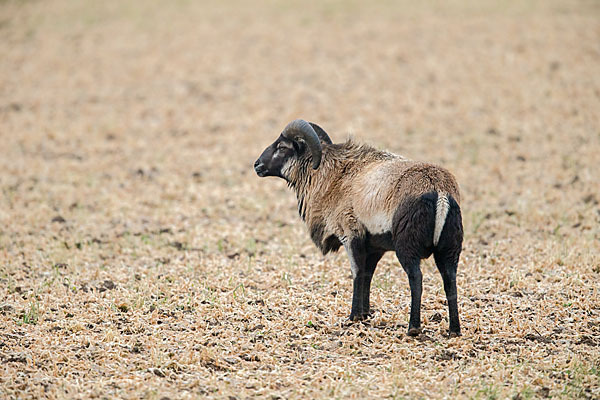 Kamerunschaf (Ovis ammon aries sspec.)