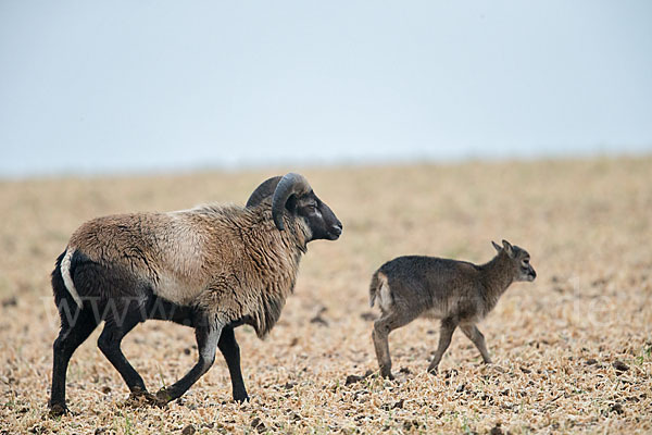 Kamerunschaf (Ovis ammon aries sspec.)