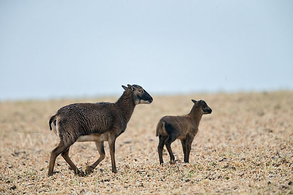 Kamerunschaf (Ovis ammon aries sspec.)