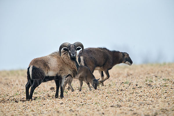 Kamerunschaf (Ovis ammon aries sspec.)