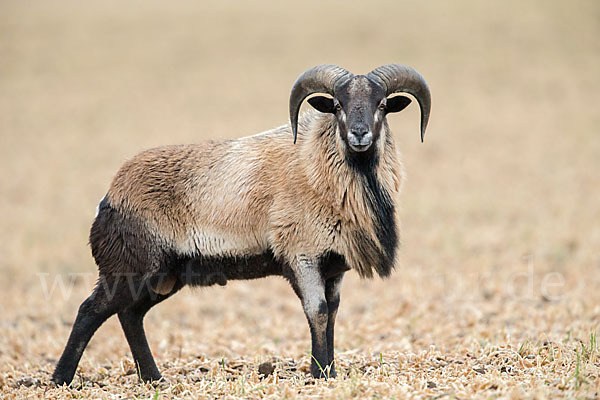 Kamerunschaf (Ovis ammon aries sspec.)