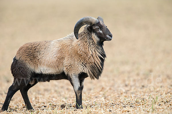 Kamerunschaf (Ovis ammon aries sspec.)