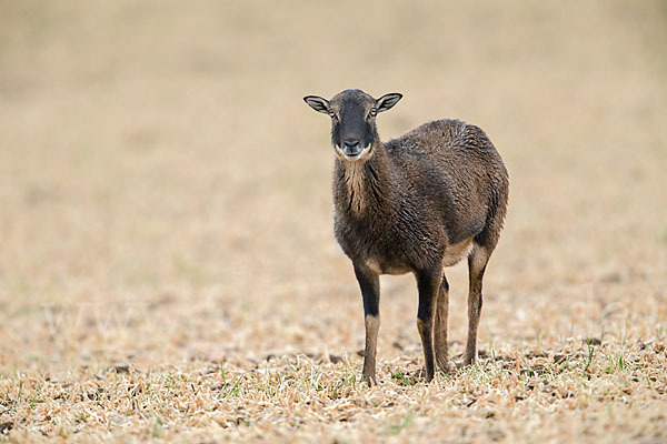 Kamerunschaf (Ovis ammon aries sspec.)