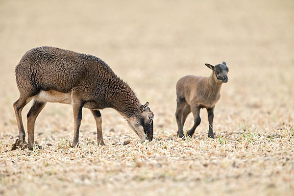 Kamerunschaf (Ovis ammon aries sspec.)