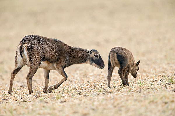 Kamerunschaf (Ovis ammon aries sspec.)