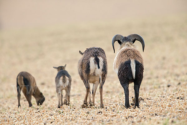 Kamerunschaf (Ovis ammon aries sspec.)