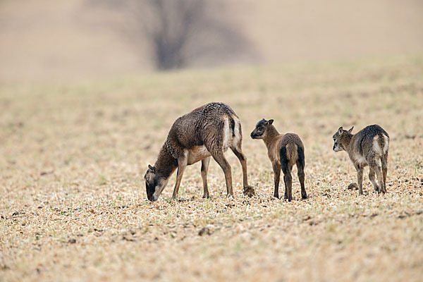 Kamerunschaf (Ovis ammon aries sspec.)