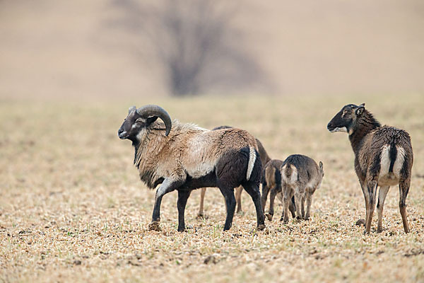 Kamerunschaf (Ovis ammon aries sspec.)