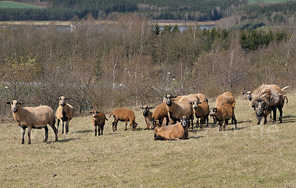 Kamerunschaf (Ovis ammon aries sspec.)