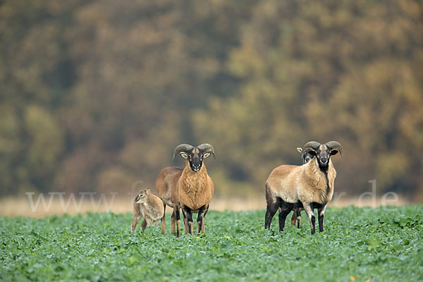 Kamerunschaf (Ovis ammon aries sspec.)