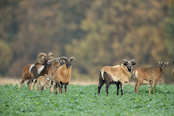 Kamerunschaf (Ovis ammon aries sspec.)