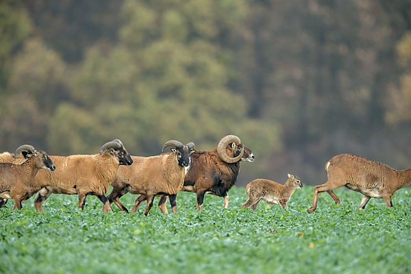 Kamerunschaf (Ovis ammon aries sspec.)