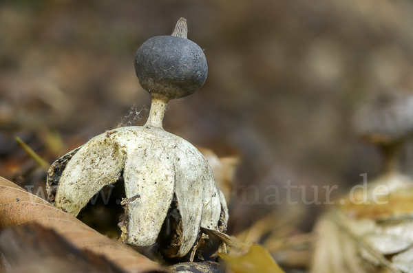 Kamm-Erdstern (Geastrum pectinatum)