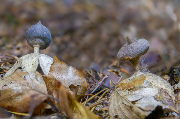 Kamm-Erdstern (Geastrum pectinatum)