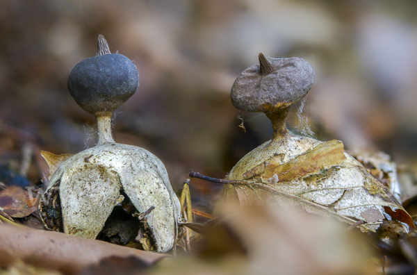 Kamm-Erdstern (Geastrum pectinatum)