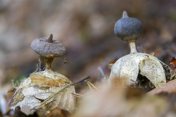 Kamm-Erdstern (Geastrum pectinatum)