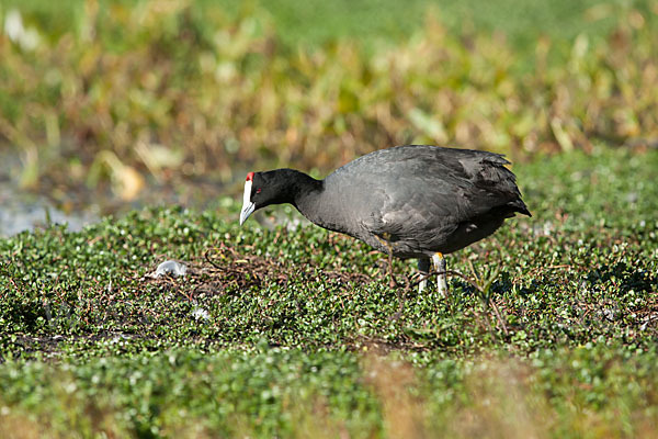 Kammbläßhuhn (Fulica cristata)