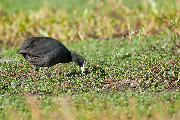 Kammbläßhuhn (Fulica cristata)